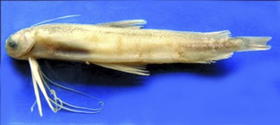 Bregmaceros atlanticus_02231.jpg